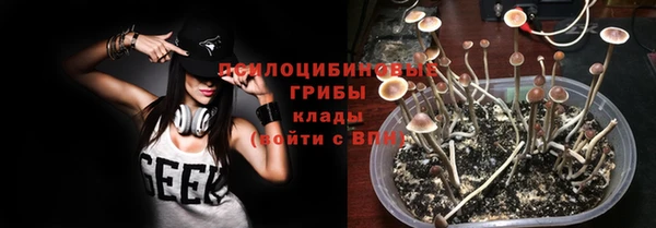 индика Каменногорск